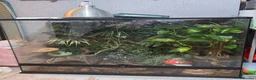 Frog reptiles for sale: Whites Tree Frogs - 4 Frogs Full Set Up - Advert 1