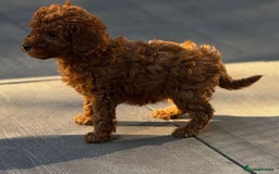 Toy Poodle dogs for sale: 🌸 Toy Poodle Puppies– Tiny Hearts Full of Love 🌸 - Image 9