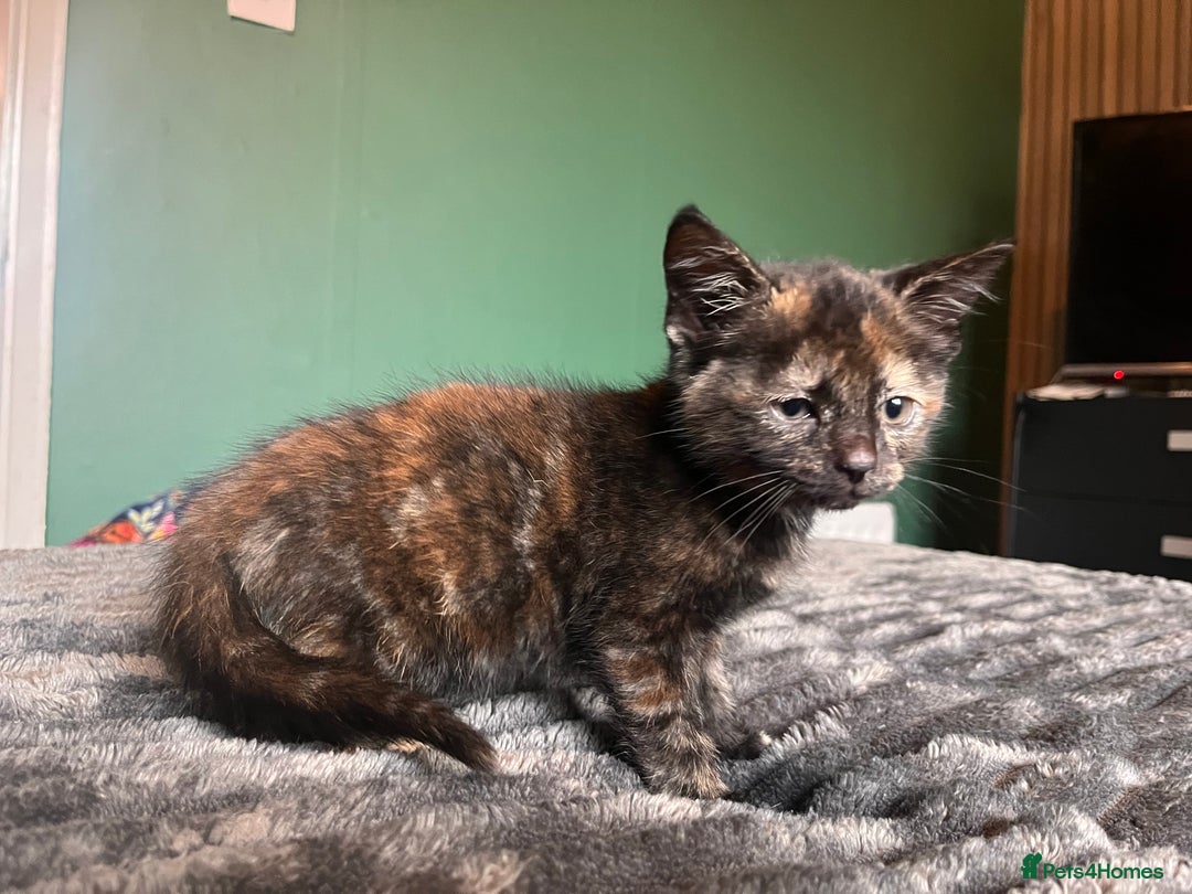 Mixed Breed cats for sale: Beautiful tri coloured kittens  - Advert 4