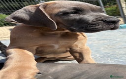 Cane Corso dogs for sale: Beautiful cane Corso puppies  - Image 1