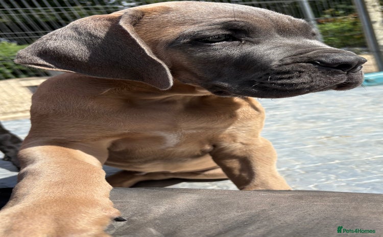 Cane Corso dogs - Advert 2
