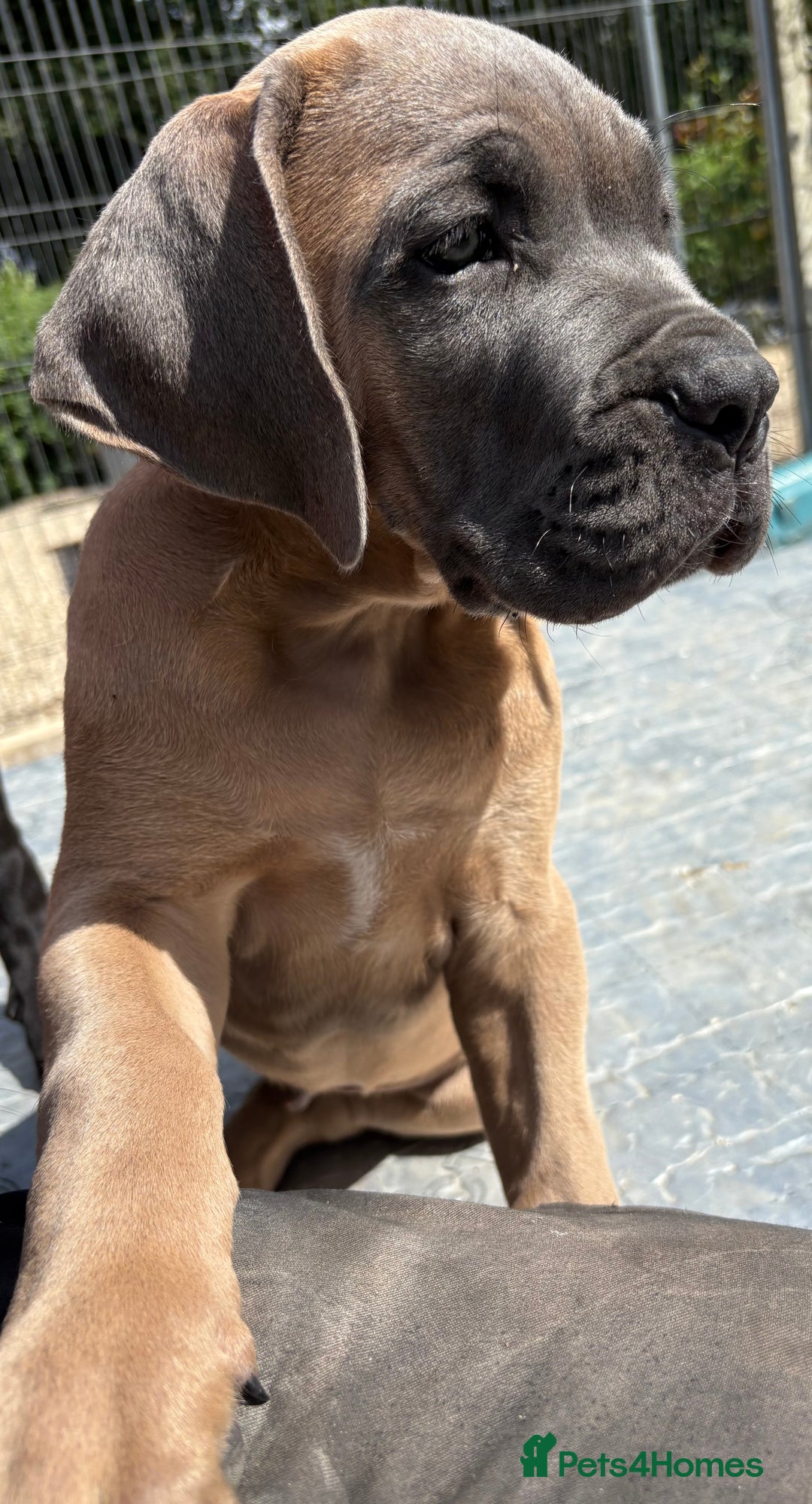 Cane Corso dogs for sale: Beautiful cane Corso puppies  - Image 1