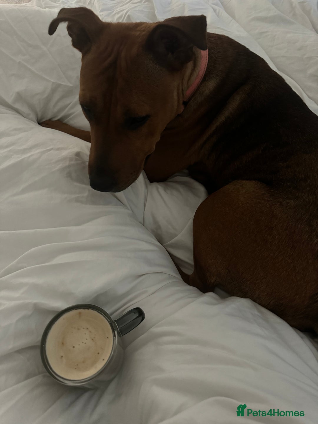 Mixed Breed dogs for sale: Remi - no pups & hasn’t had pups ! I can’t change - Advert 3