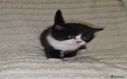 British Shorthair cats for sale: Beautiful unusual British shorthair kittens - Image 23