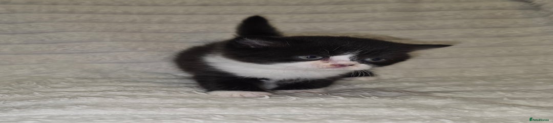 Black Bicolour girl (Autumn)