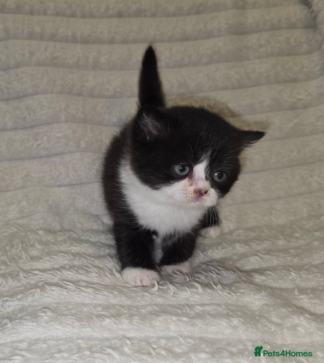 British Shorthair cats for sale: Beautiful unusual British shorthair kittens - Image 23