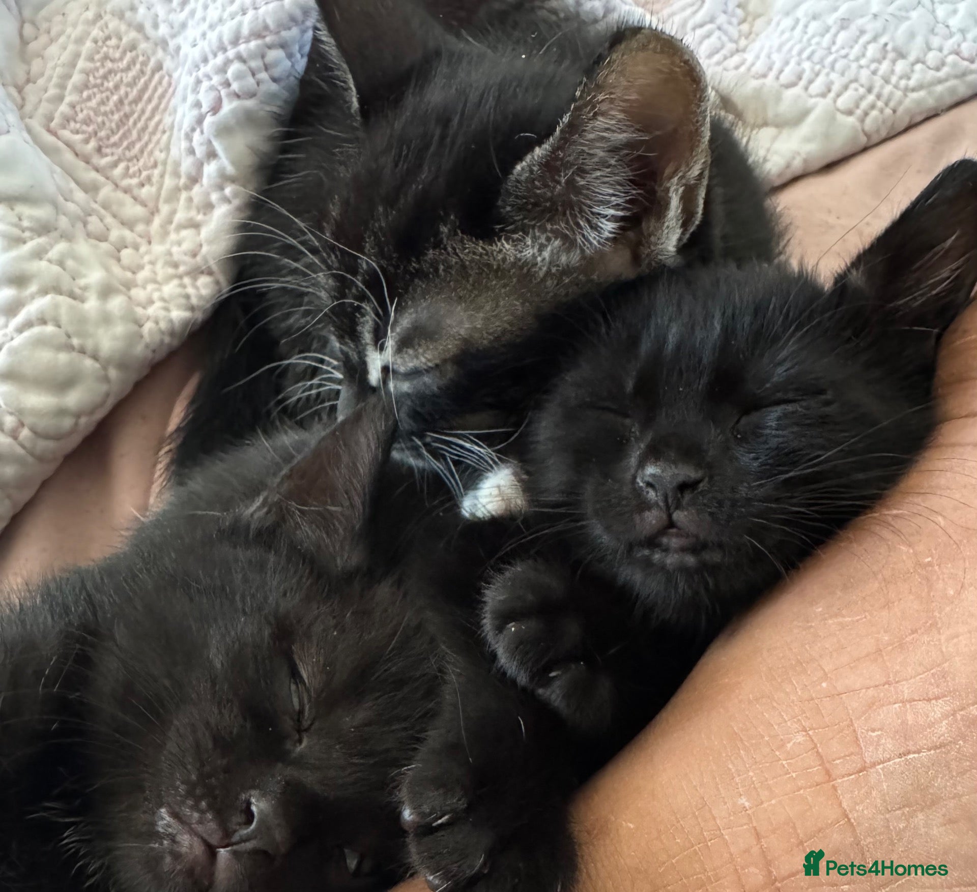 Mixed Breed cats 6 black and black white kittens - Advert 1