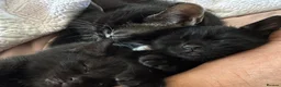 Mixed Breed cats for sale: 6 black and black white kittens - Advert 1