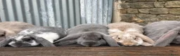 French Lop rabbits for sale: Stunning xl French lops  - Advert 35