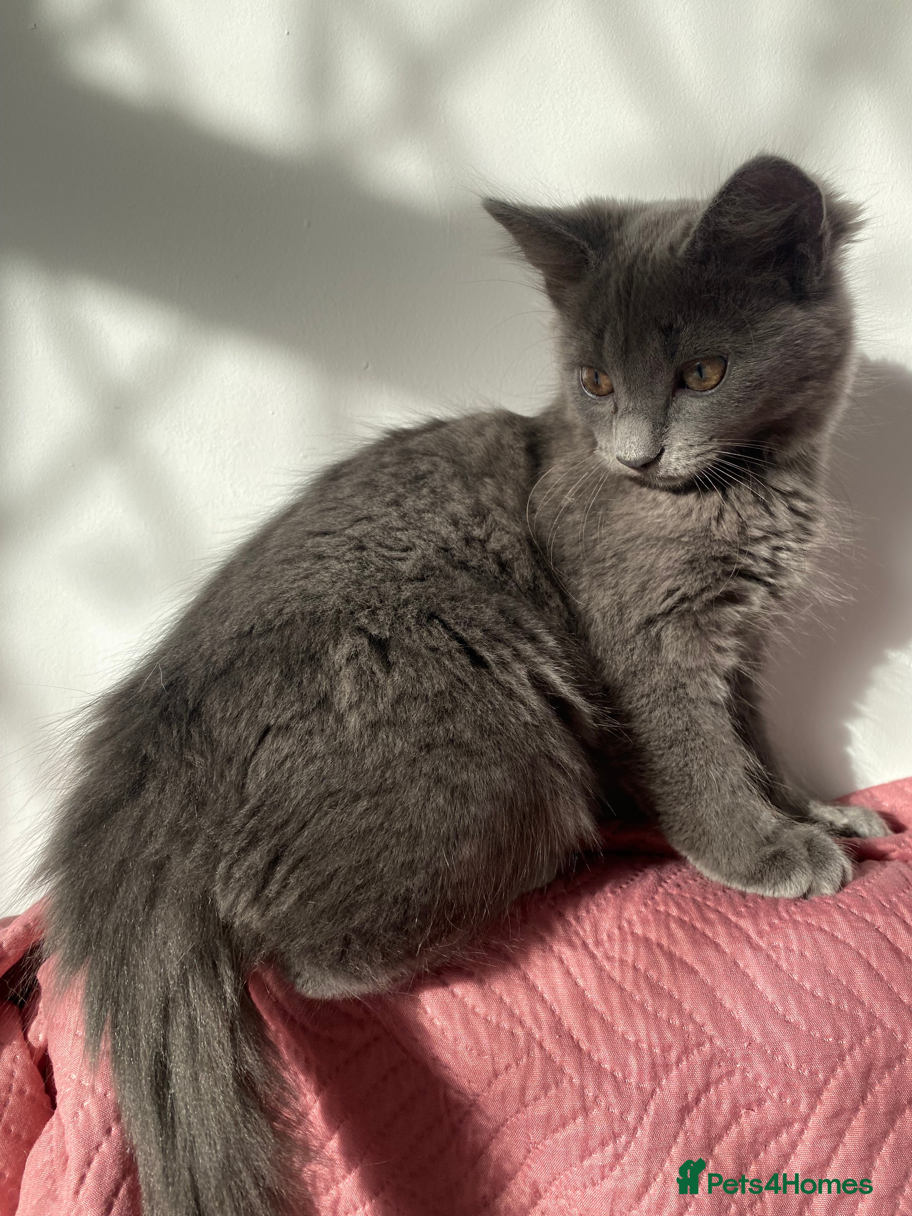 Domestic Shorthair cats 5 Adorable Kittens - available now! - Advert 12