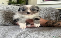 Australian Shepherd dogs for sale: 3 remaining- Beautiful Australian Shepherds  - Image 25