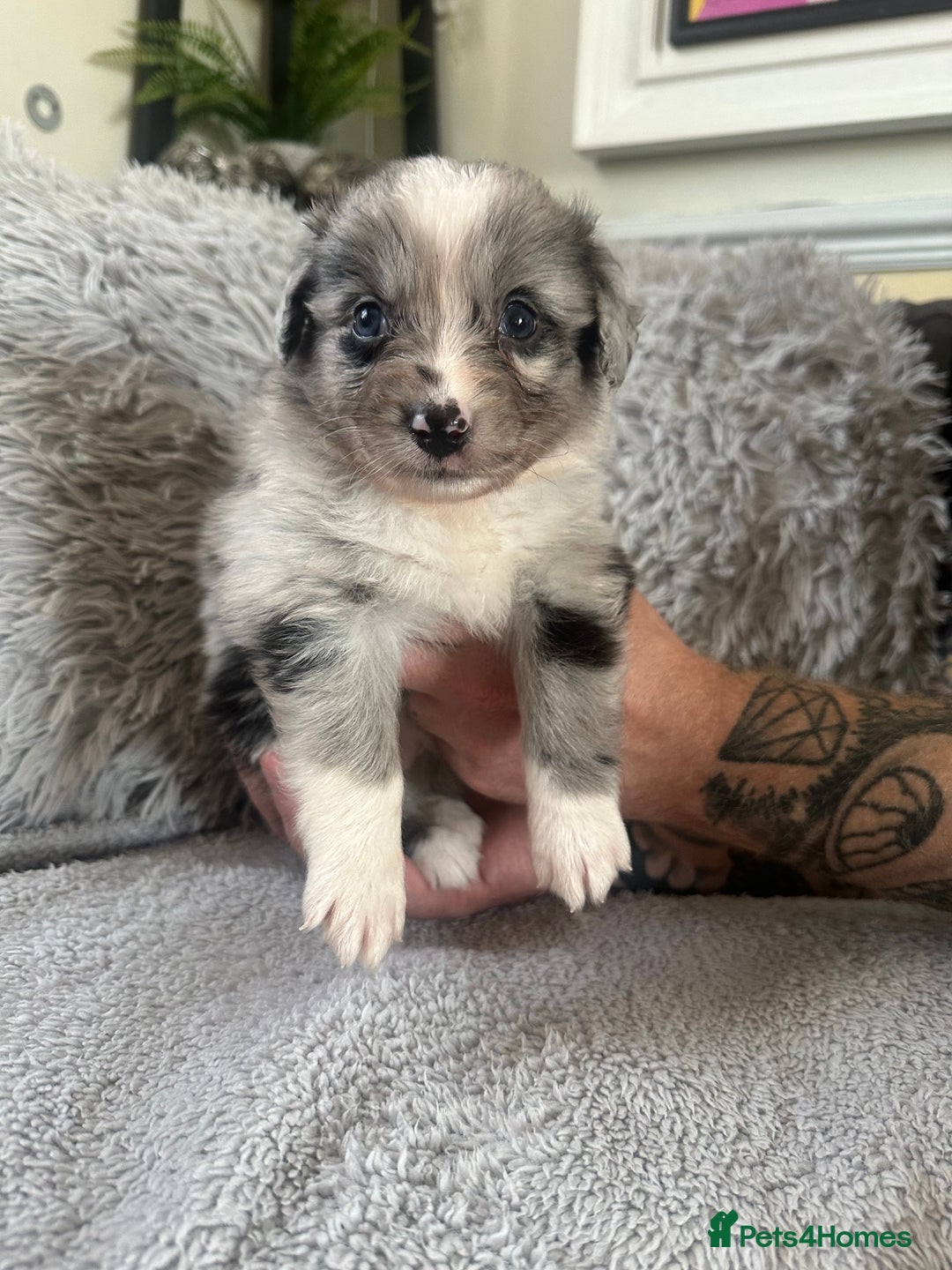 Australian Shepherd dogs for sale: 3 remaining- Beautiful Australian Shepherds  - Image 25
