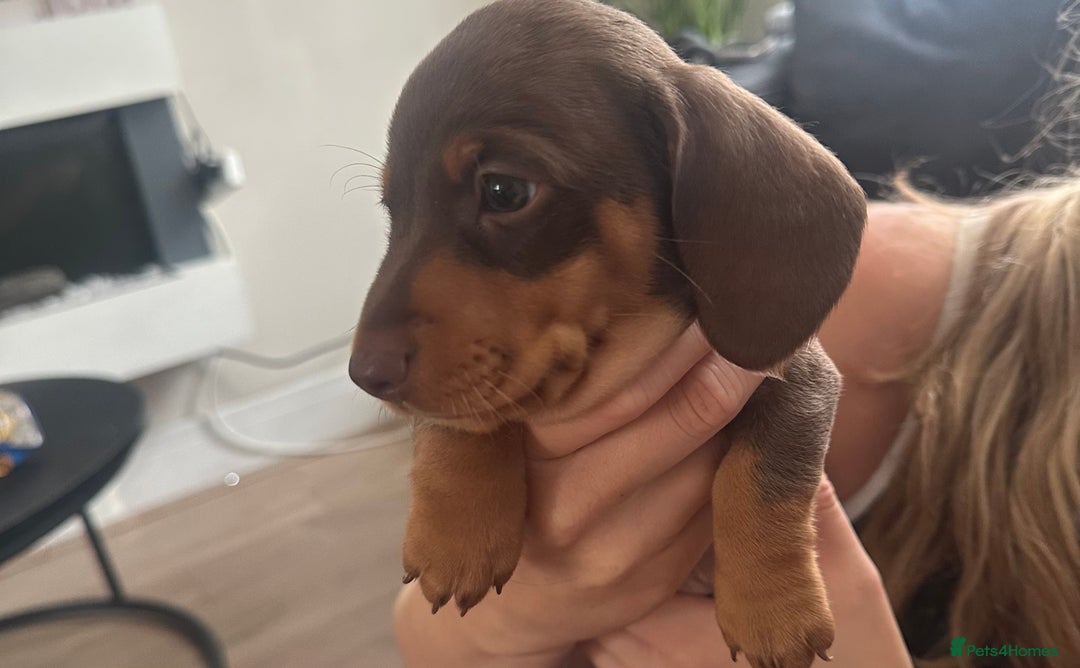 Miniature Dachshund dogs for sale: Miniature daschunds  READY TO LEAVE 29th SEPT - Image 12