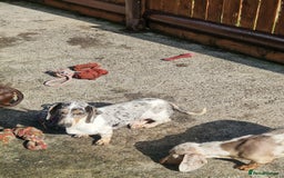 Miniature Dachshund dogs for stud: PRA CLEAR BLUE PIED DAPPLE STUD - Image 4
