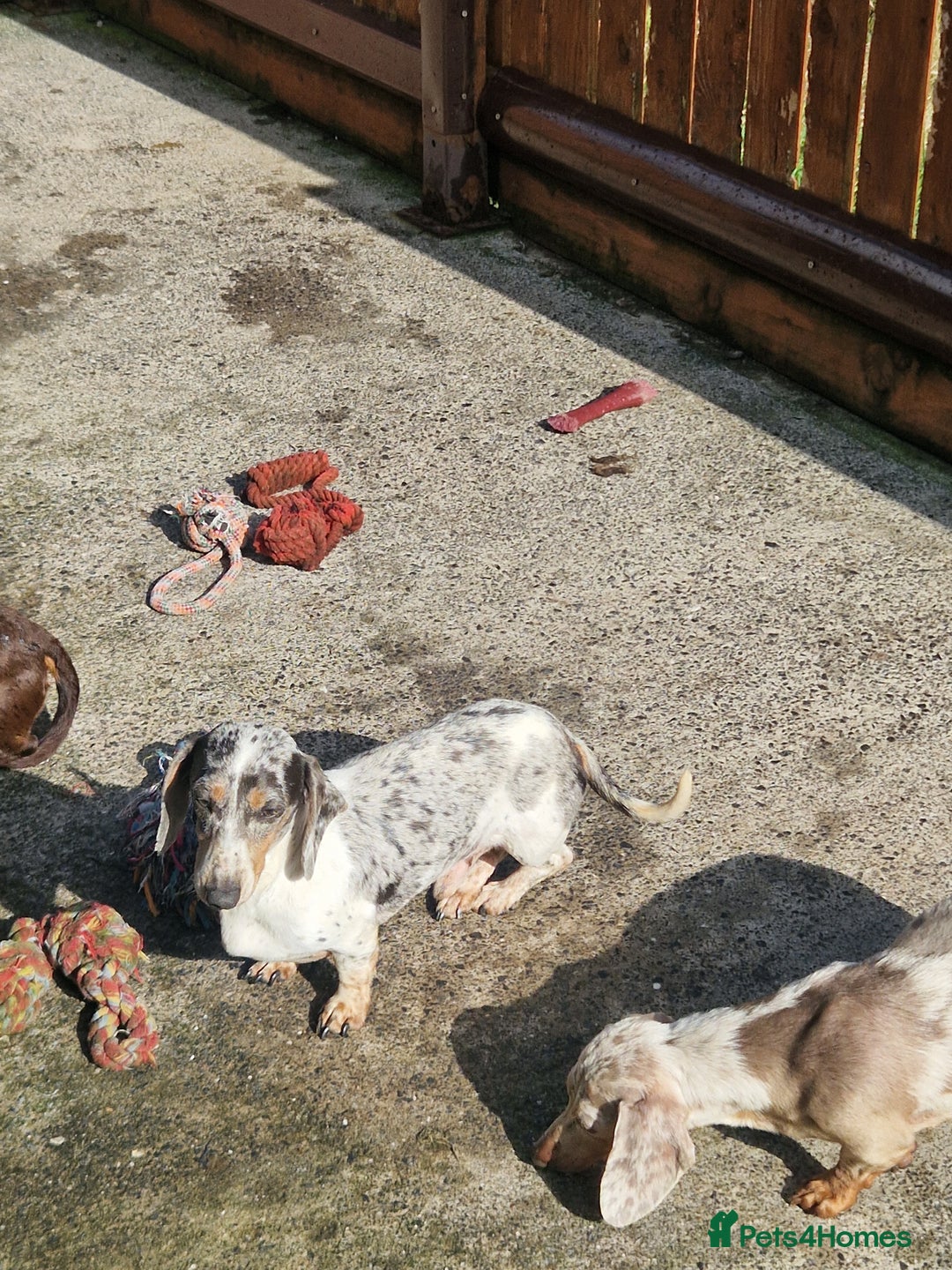Miniature Dachshund dogs for stud: PRA CLEAR BLUE PIED DAPPLE STUD - Image 4