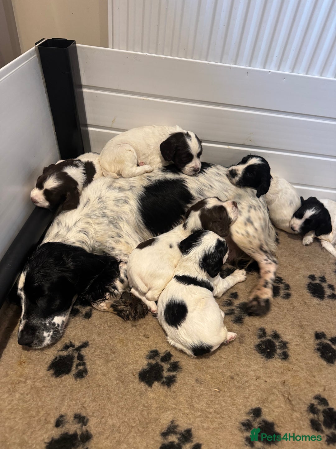 English Springer Spaniel dogs for sale: One last B/W Springer Dog Puppy available.  - Advert 11