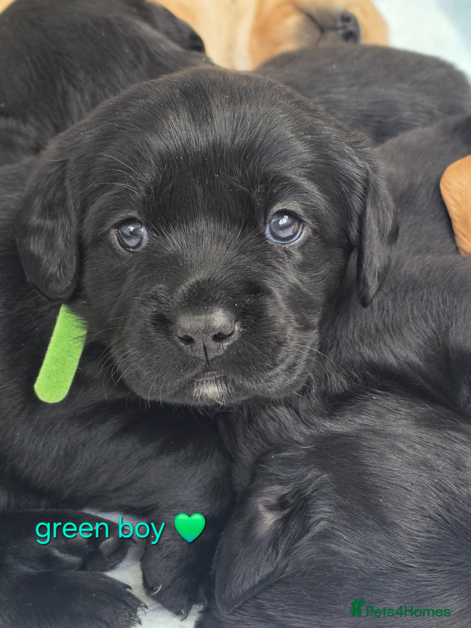 Mixed Breed dogs for sale: Cavador! Rare Ready 2 leave. 1 beautiful boy left. - Advert 30
