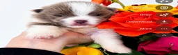 Pomeranian dogs for sale: Lilac parti pom poms  - Advert 10