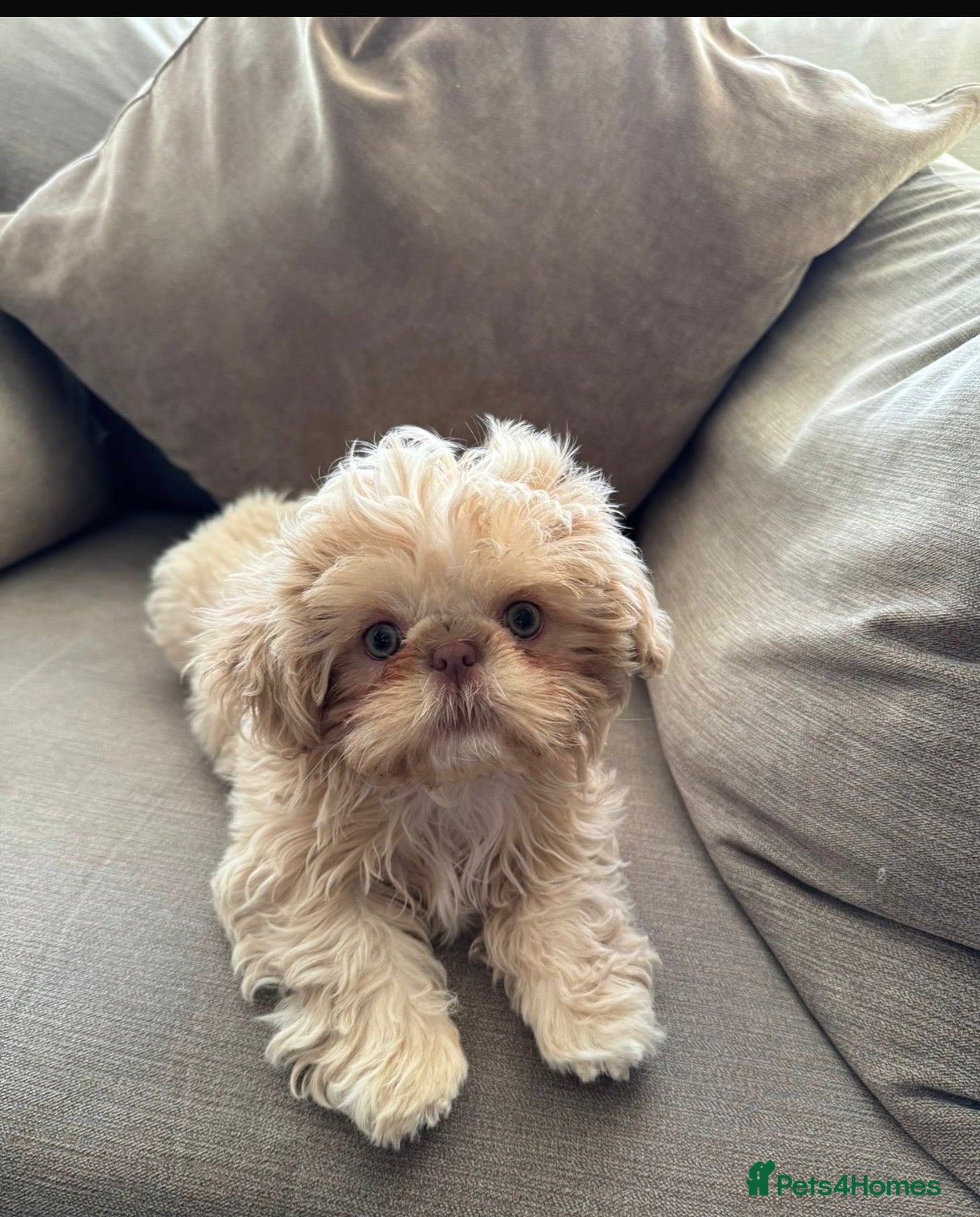 Shih Tzu dogs Bonnie - imperial Shih Tzu  - Advert 6