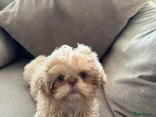 Shih Tzu dogs Bonnie - imperial Shih Tzu - Advert 6