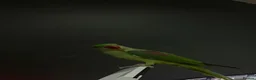 Parrots birds for sale: Hand-Tamed & Trained Alexandrine Parrot in Rotherham - Advert 7