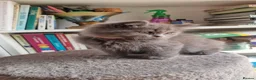 British Longhair cats for sale: Gorgeous British Blue longhair kittens - Advert 17