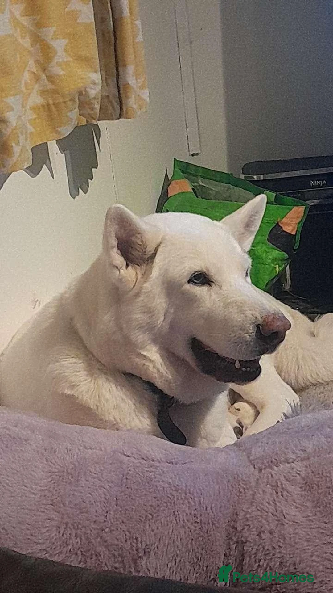 Siberian Husky dogs for sale: Alaska in Doncaster - Advert 6