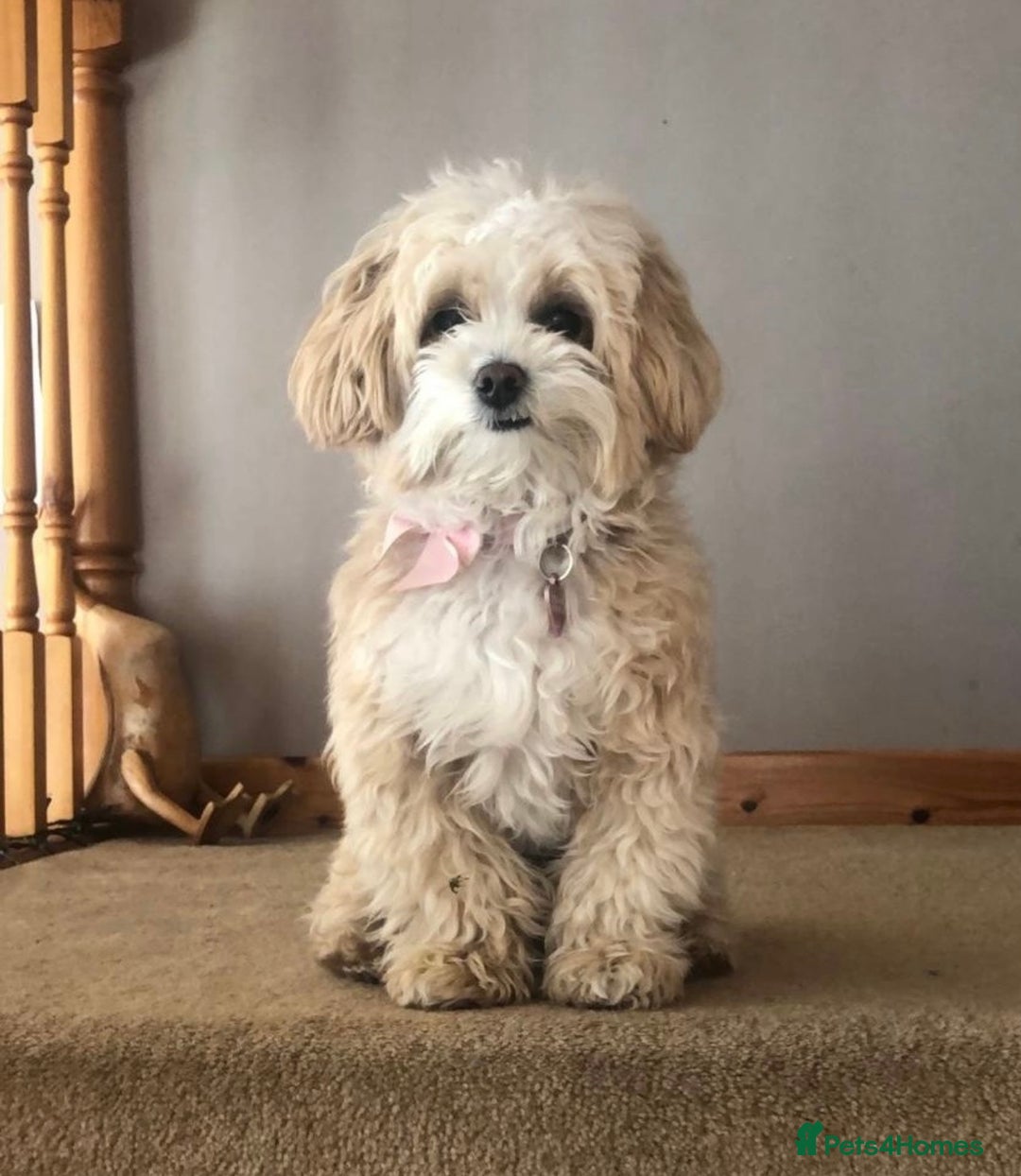 Maltipoo dogs for sale: F1 litter of 5 Maltipoo girls  - Image 9