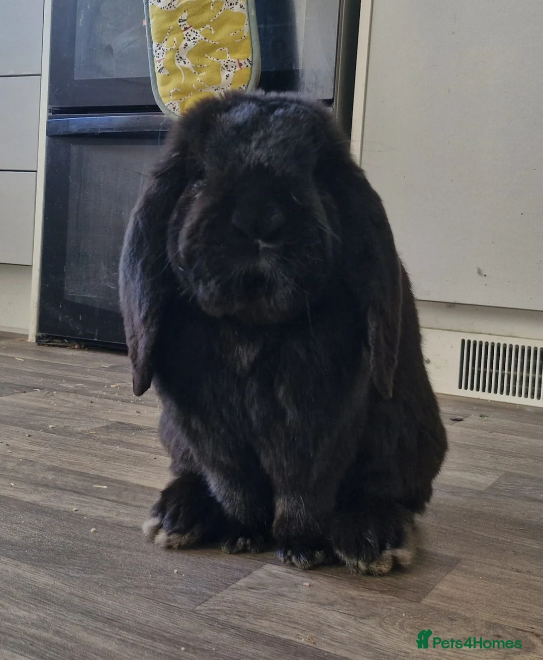 French Lop rabbits for sale: Selling 4 lovely pure French lop kits  - Advert 9