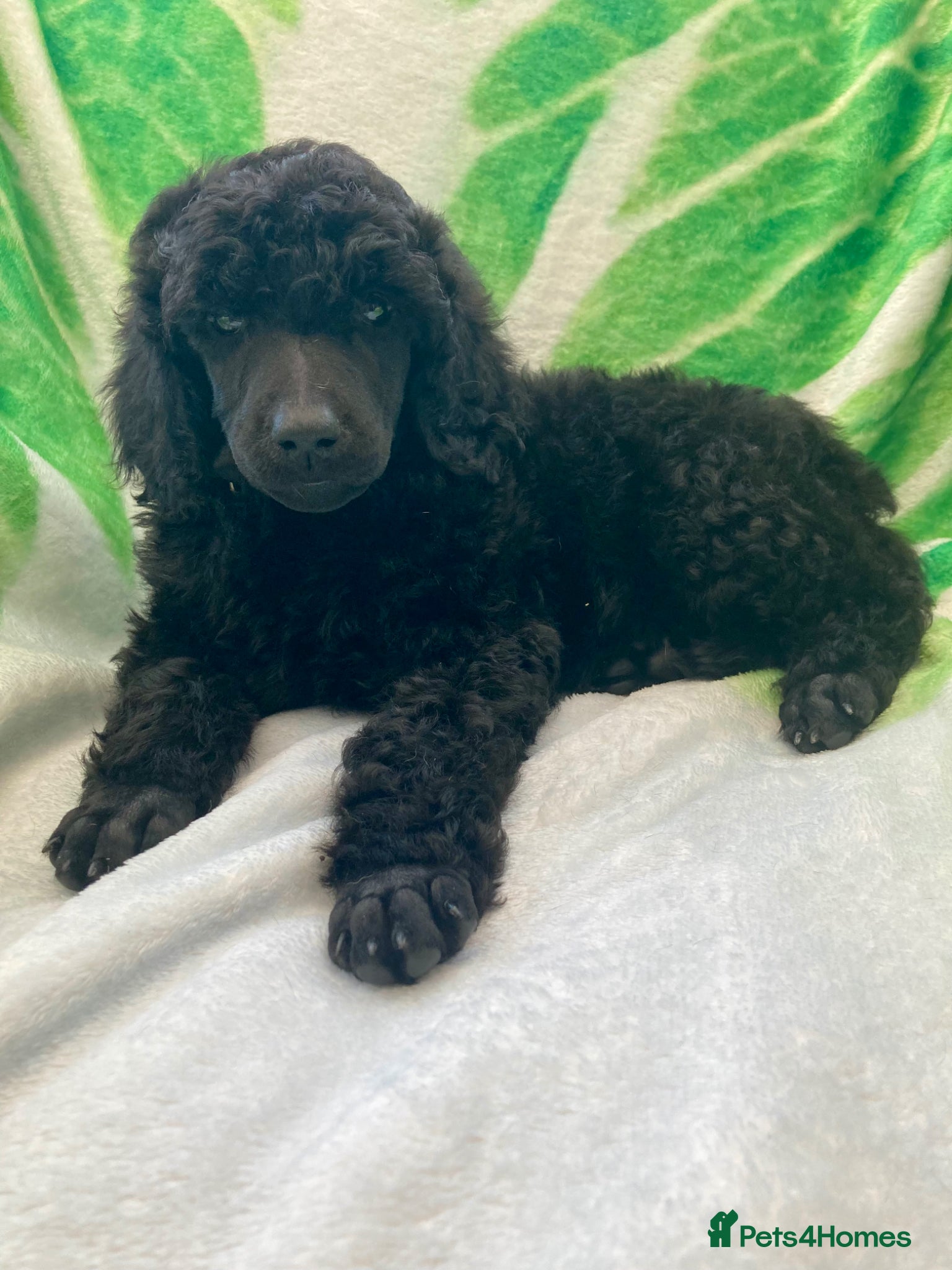 Standard Poodle dogs Reservation List Open. Standard Poodle Puppies - Advert 5