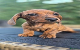 Miniature Dachshund dogs for sale: Miniature dachshund KC registered  - Image 19