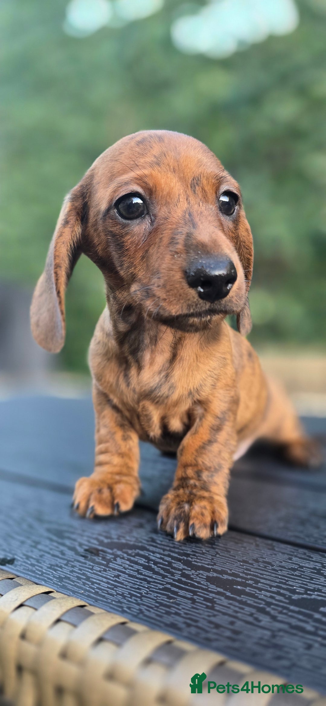 Miniature Dachshund dogs for sale: Miniature dachshund KC registered  - Image 19