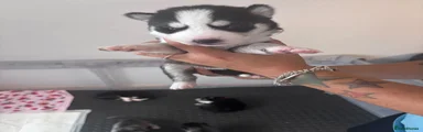 Siberian Husky 7