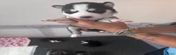 Siberian Husky dogs for sale: Beautiful husky pups - Advert 6