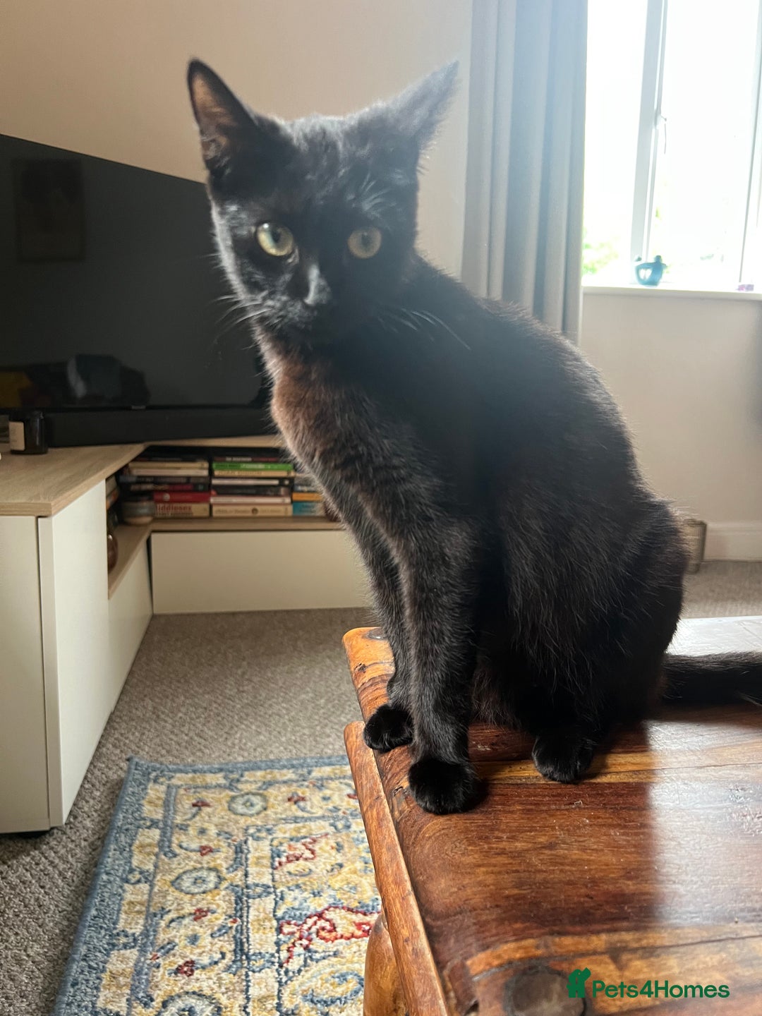 Domestic Shorthair cats for sale: Meet the Bean Salad – Our Little Litter! - Image 2