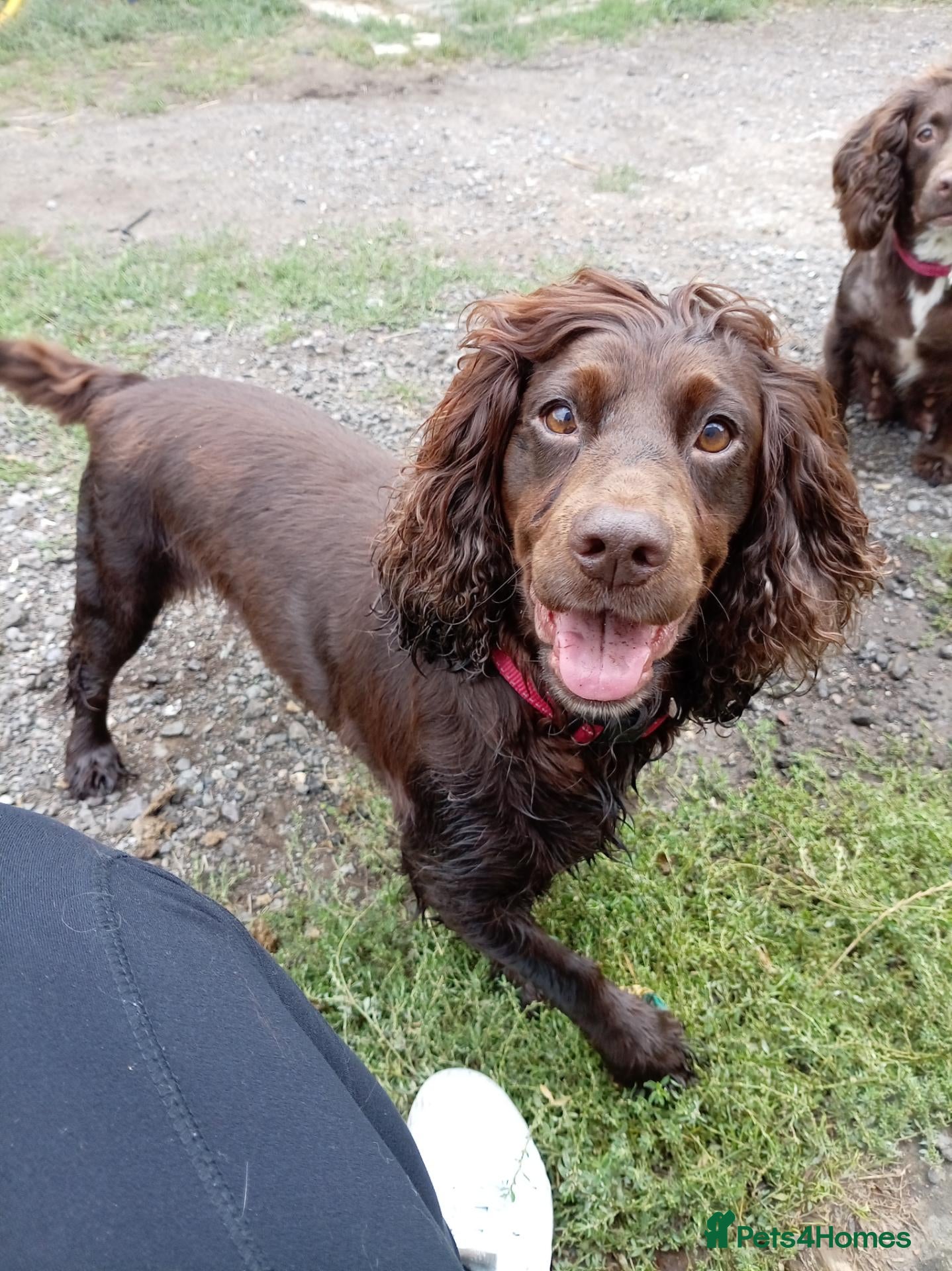 Cocker Spaniel dogs 1 male Cocker spaniels for new homes - Advert 17
