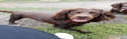 Cocker Spaniel dogs for sale: 1 male and female Cocker for new homes - Advert 5