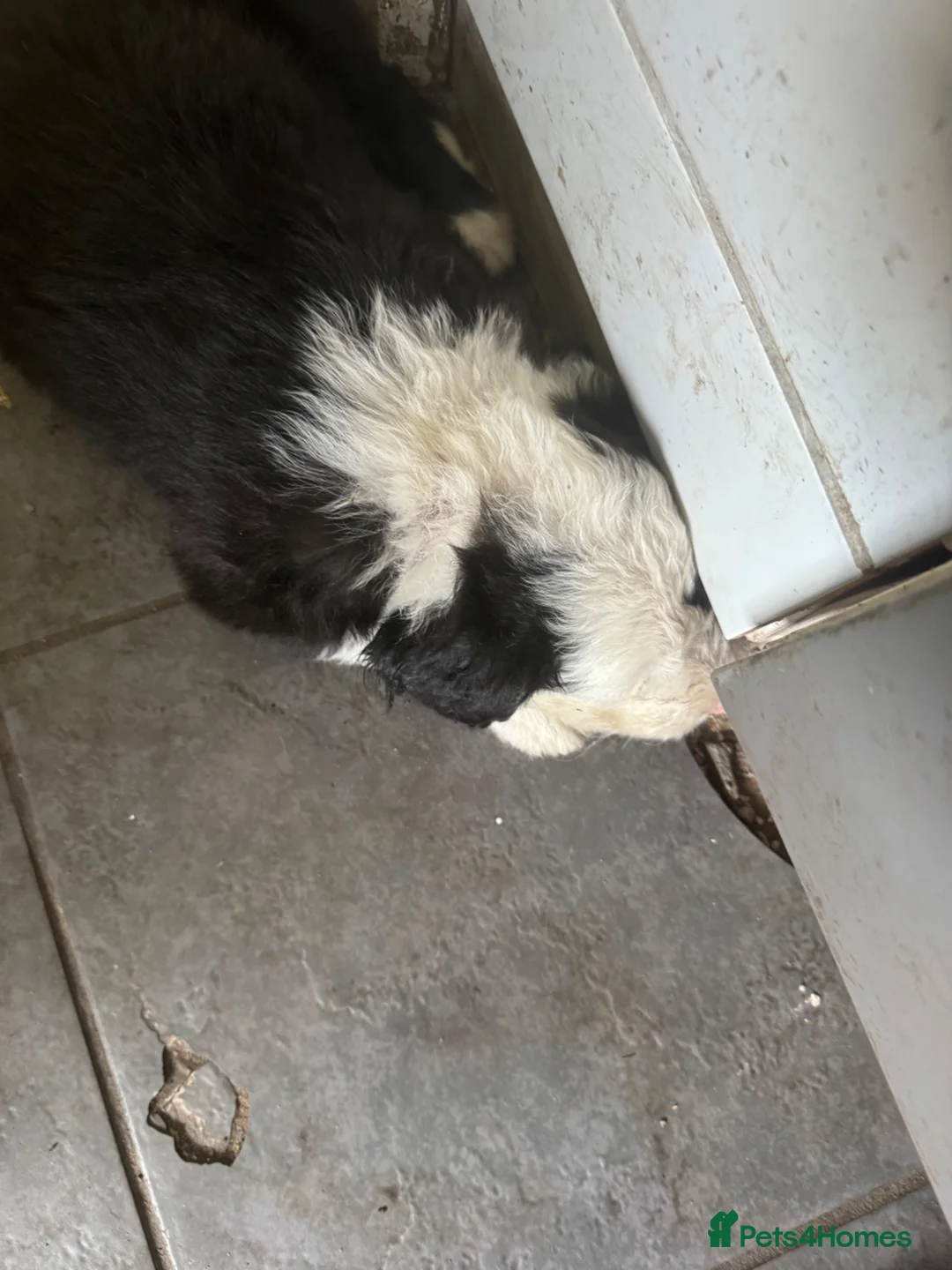 Old English Sheepdog dogs for sale: old english sheepdogs  - Advert 1