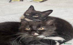 British Shorthair cats for sale: Two beautiful female kittens for sale  - Image 2