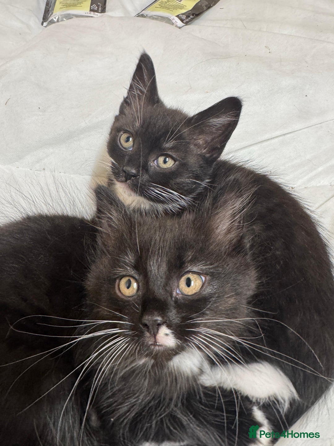 British Shorthair cats for sale: Two beautiful female kittens for sale  - Image 2
