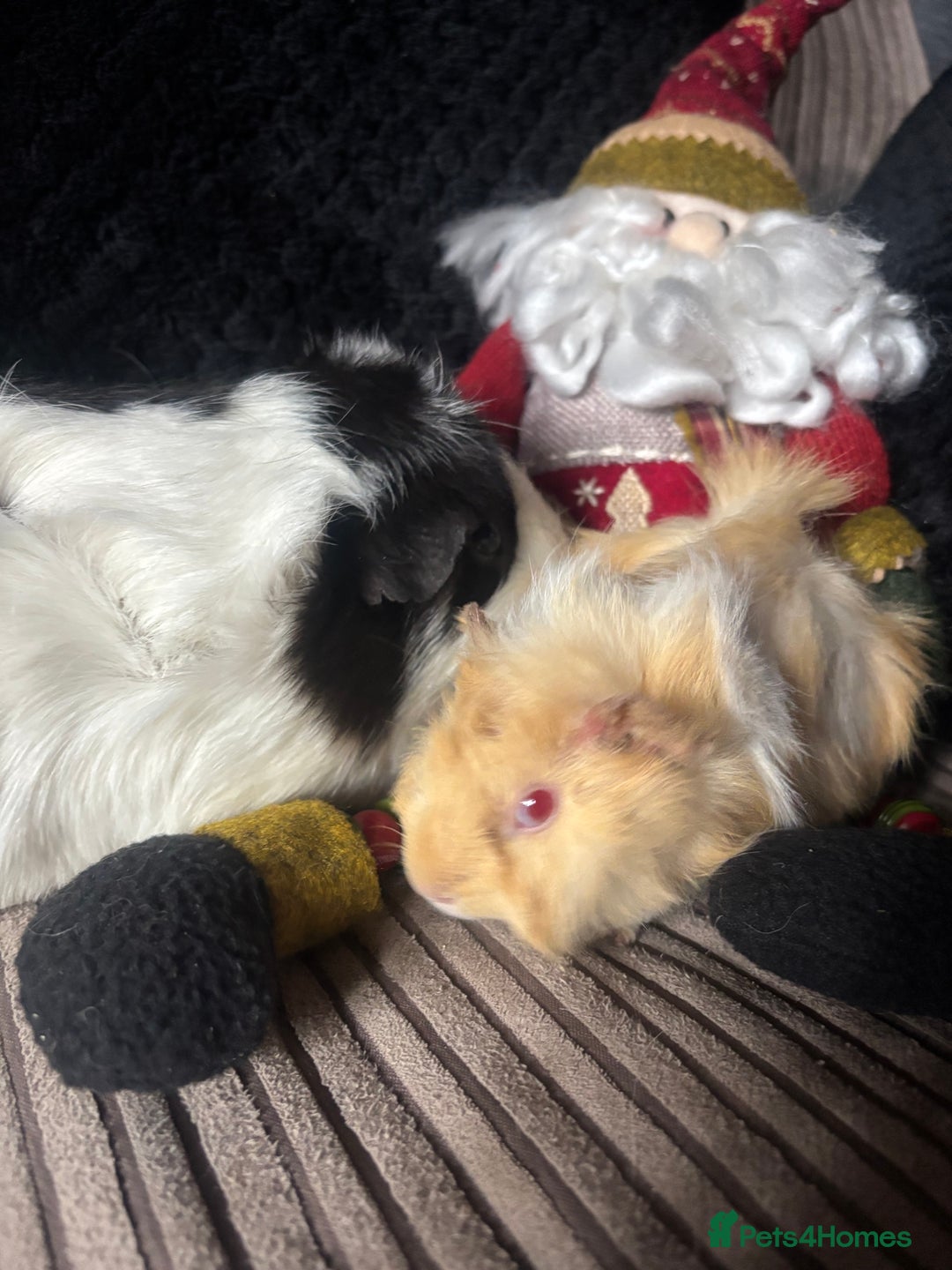 Guinea Pig rodents for sale: 2 beautiful funky girls - Advert 11