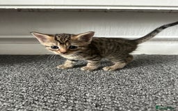 Mixed Breed cats for sale: KITTENS FOR SALE 400£ - Image 3