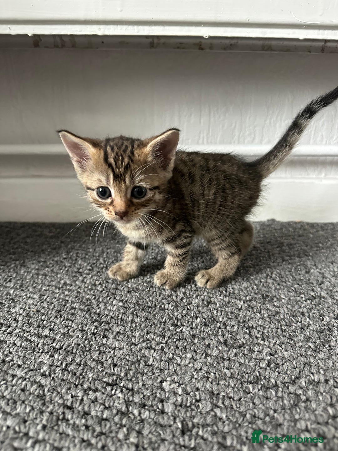 Mixed Breed cats for sale: KITTENS FOR SALE 400£ - Image 3