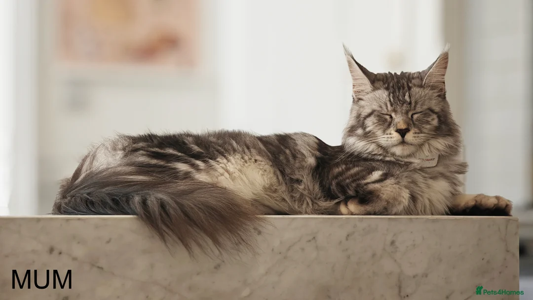 Maine Coon cats for sale: PURE BREED MAINE COON KITTENS READY EARLY MARCH - Advert 31