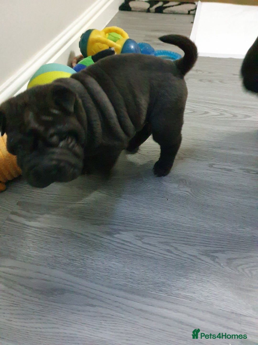 Shar Pei dogs for sale: Stunning KC Registered Shar Pei puppies - Advert 16