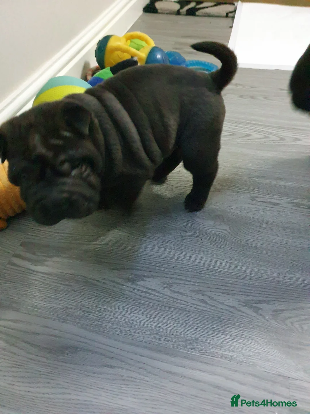 Shar Pei dogs for sale: Stunning KC Registered Shar Pei puppies - Advert 14