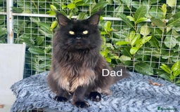Maine Coon cats for sale: TICA 5 GEN PEDIGREE DNA TESTED  - Image 33