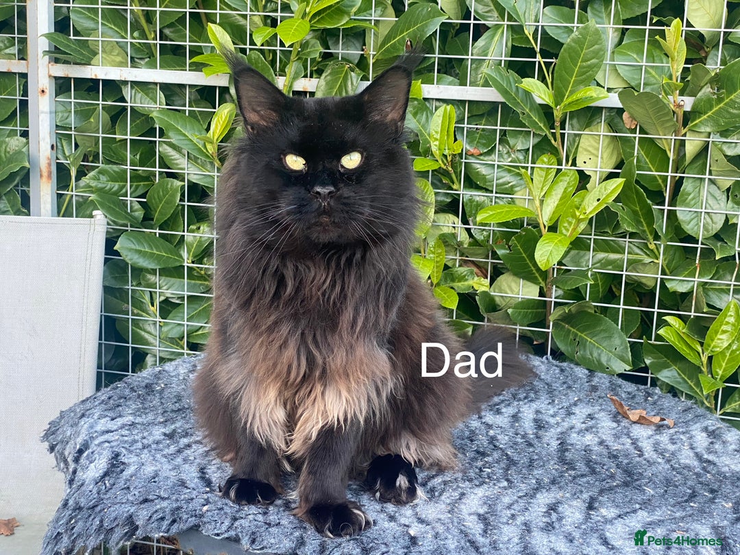 Maine Coon cats for sale: TICA 5 GEN PEDIGREE DNA TESTED  - Image 33