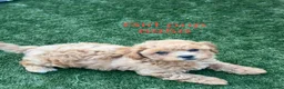 Cavapoochon dogs for sale: Adorable Cavapochon pups - Advert 14