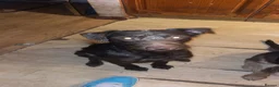 Lurcher dogs for sale: Beautiful boy  - Advert 2